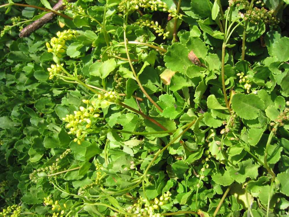 Chiastophyllum oppositifolium (Goldtröpfchen, Walddickblatt)